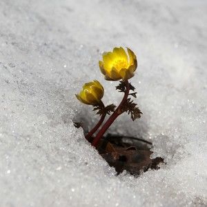 Meet your Posher, Antonio